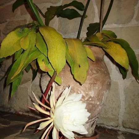 Frühstückspension Les Mimosas Menton