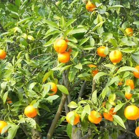 Les Mimosas Frühstückspension Menton