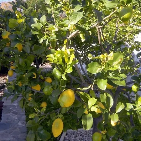 Les Mimosas *