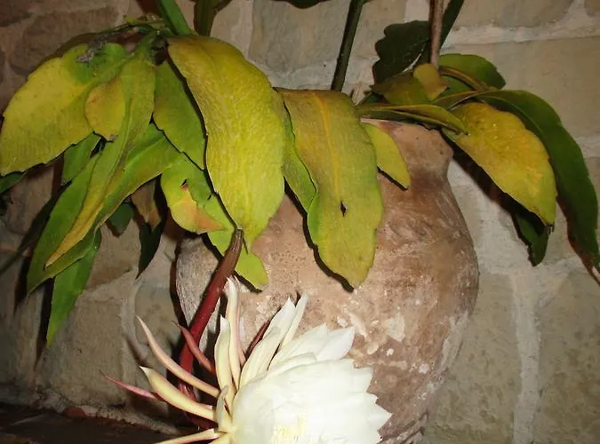 Bed & Breakfast Les Mimosas Menton