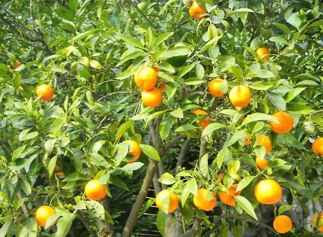 Les Mimosas Frühstückspension Menton