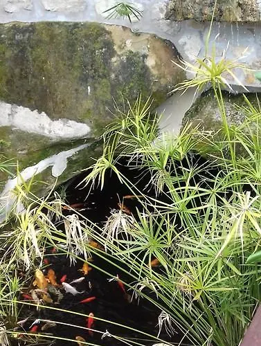 Frühstückspension Les Mimosas *